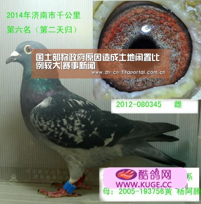 国土部称政府原因造成土地闲置比例较大|赛事新闻(图2) 球队资讯